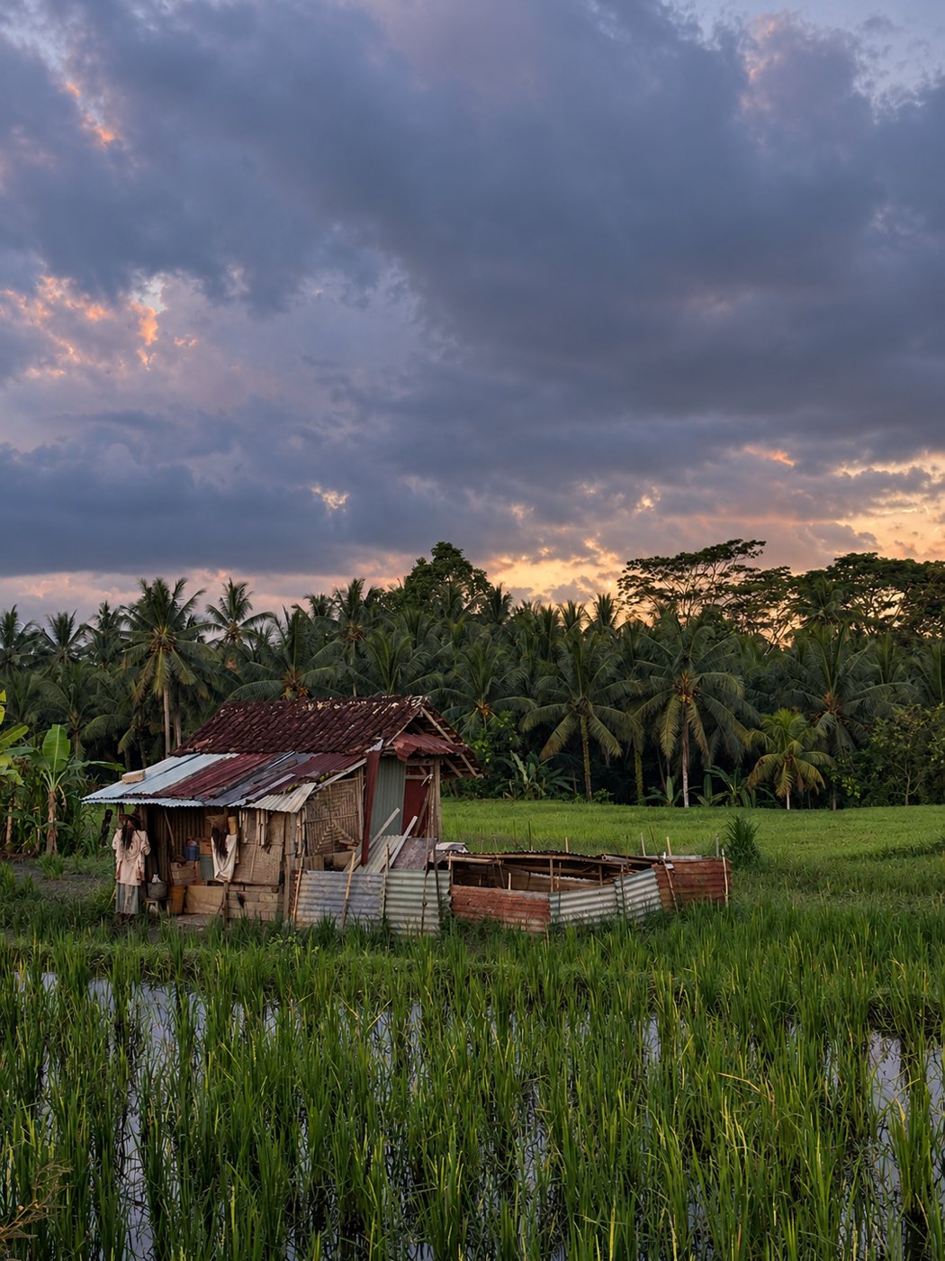Rizière au crépuscule, Ubud